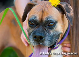 Ladys Hope Rescue: Bailey