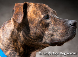 Ladys Hope Rescue: Bailey