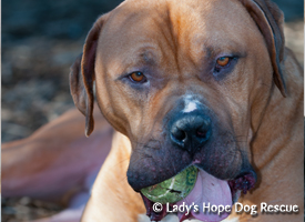 Ladys Hope Rescue: Champ