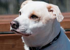 Ladys Hope Dog Rescue: Adopted