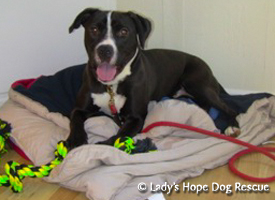 Ladys Hope Rescue: Riley