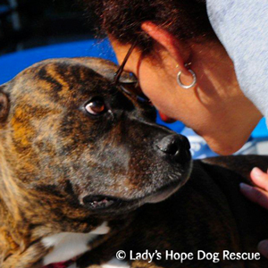 Ladys Hope Rescue: Sienna